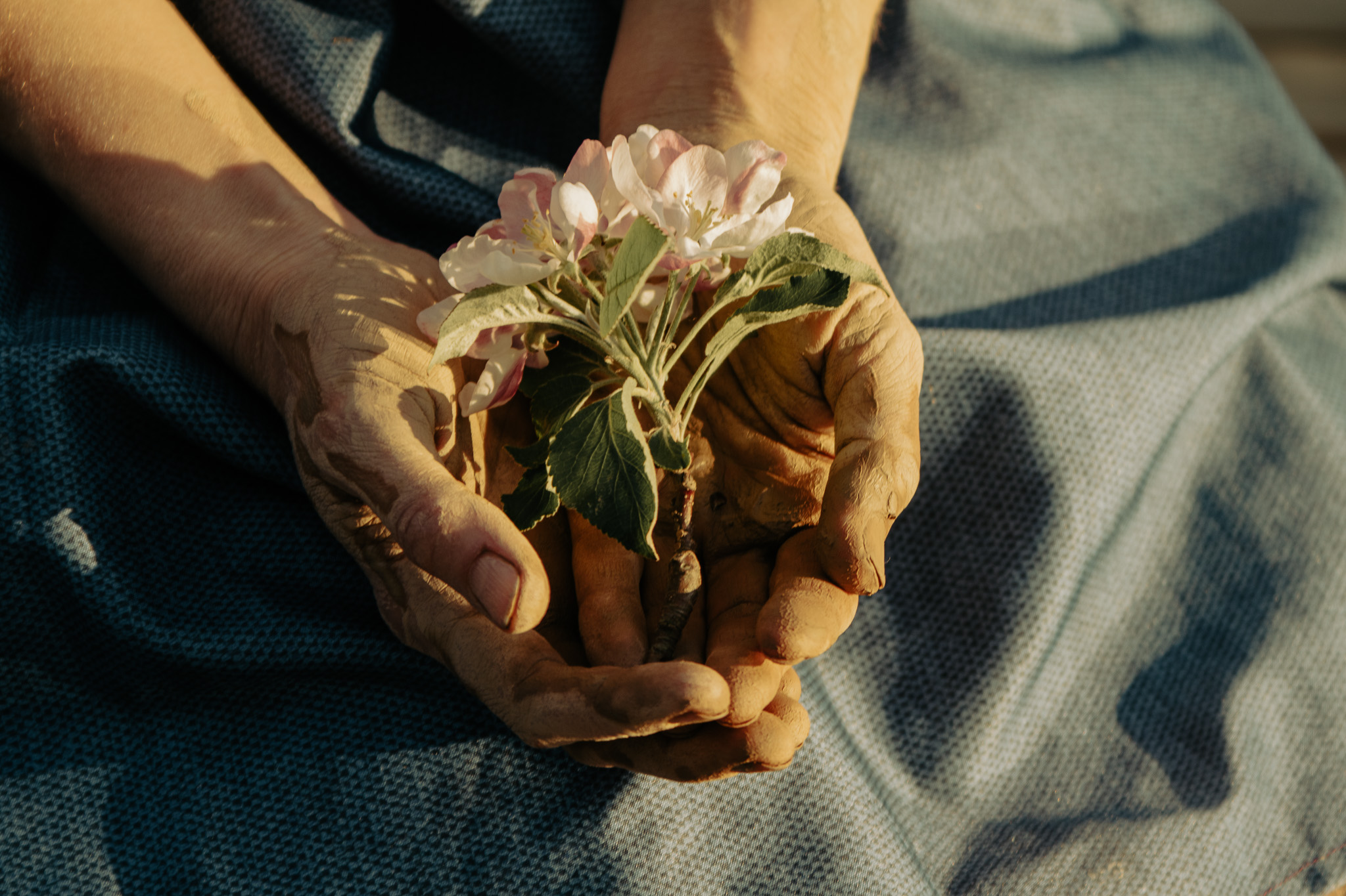 Clay-covered hands holding a small flowering branch
