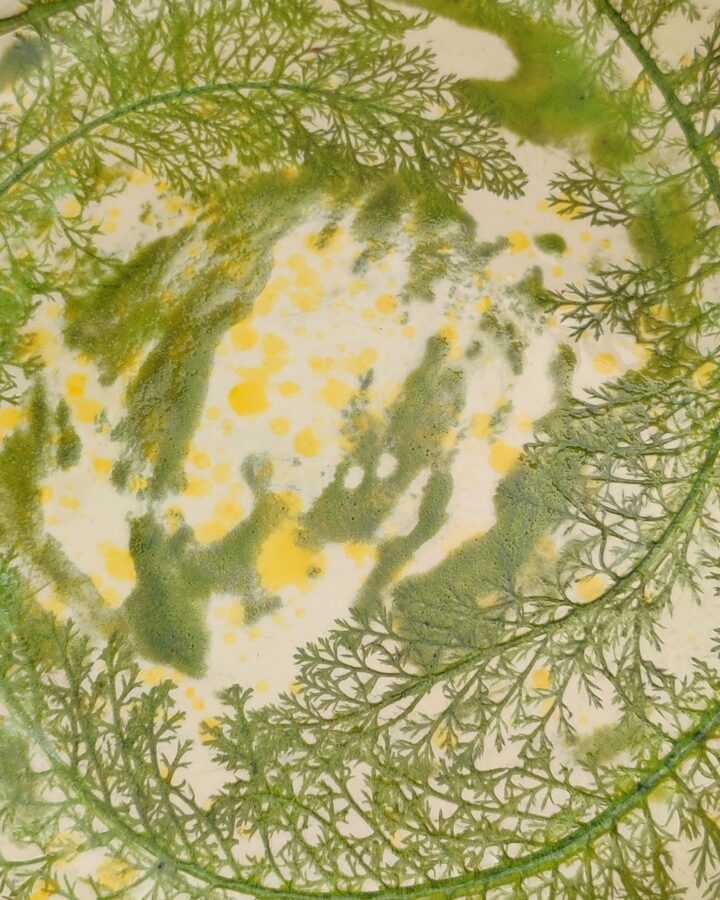 Fern Grove Impression Plate